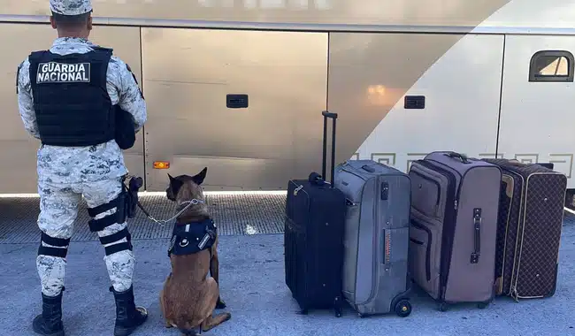 Guardia Nacional y perro con maletas con mariguana