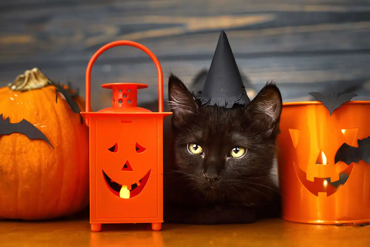 Por qué mantener a los gatos en casa en temporada de Halloween