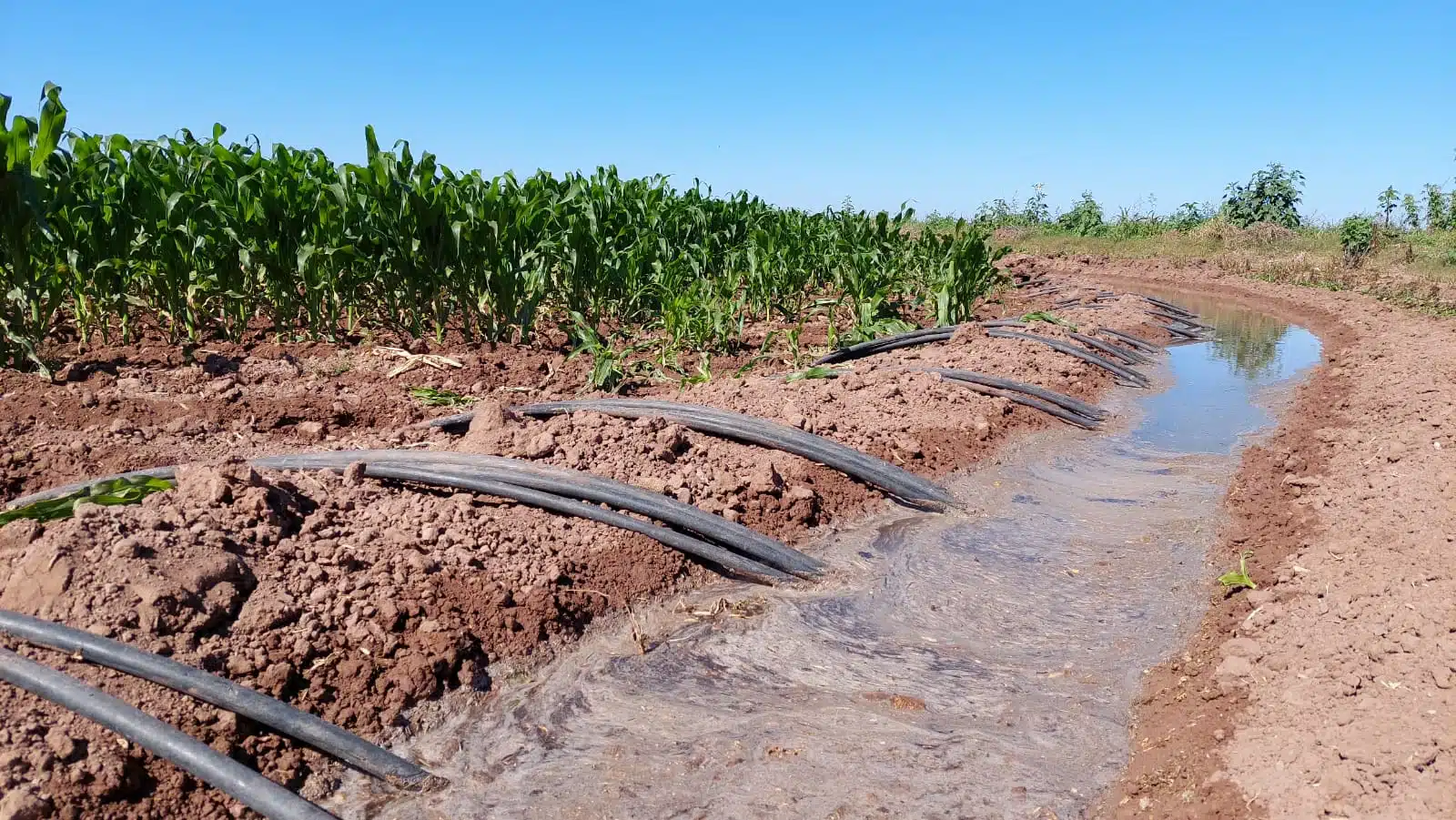 Se encuentran en riesgo 297 mil hectáreas de riego por el problema de la sequía.