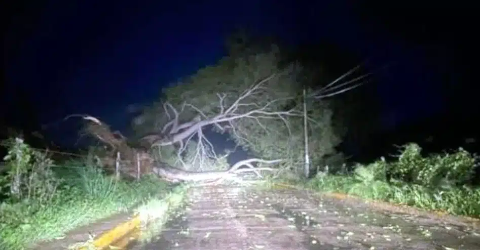 Impacto de Lidia en Nayarit cobra una vida; cayó un árbol sobre su auto