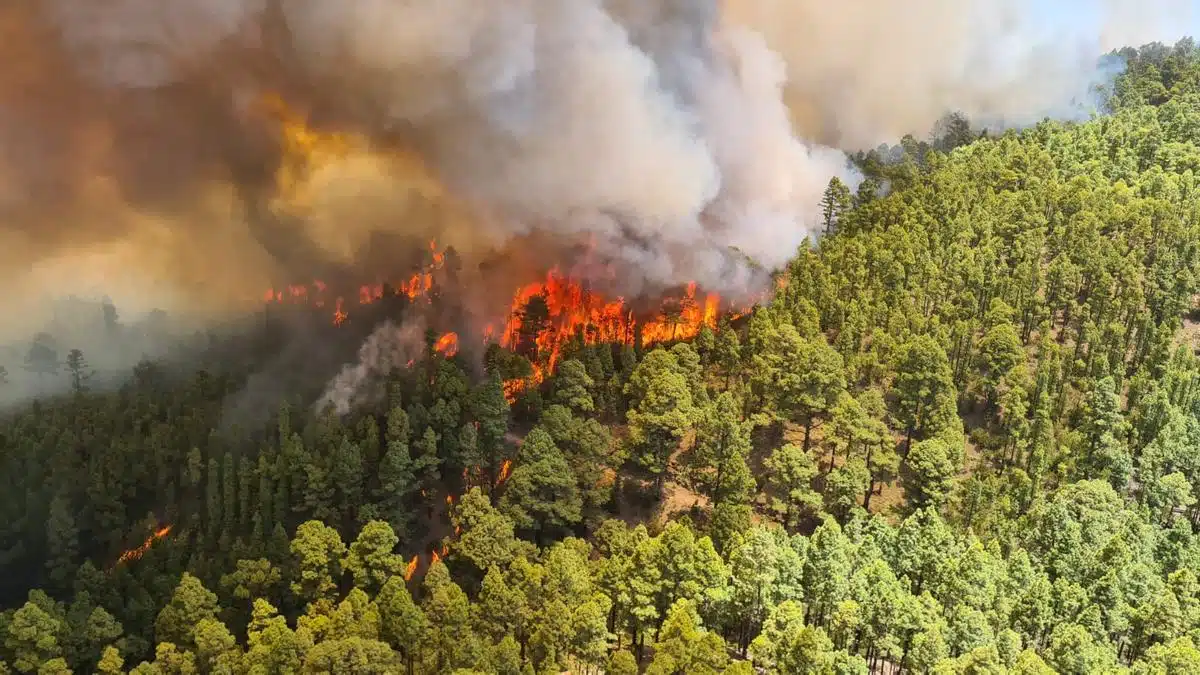 Se reactiva incendio forestal en Tenerife