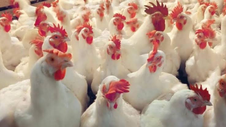 Laboratorio de la oveja Dolly trabaja en clonar pollos para controlar la gripe aviar