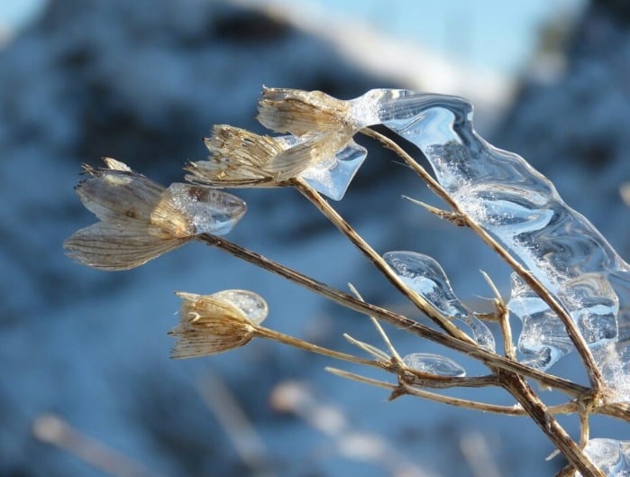 Plantas con hielo