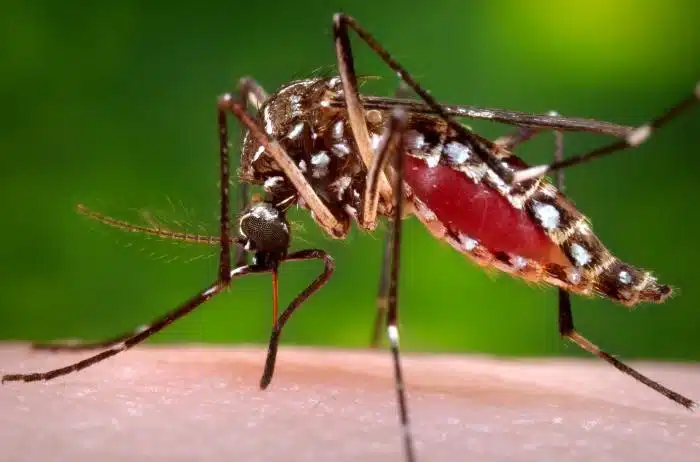 El dengue es una enfermedad trasmitida por el mosquito Aedes aegypti.