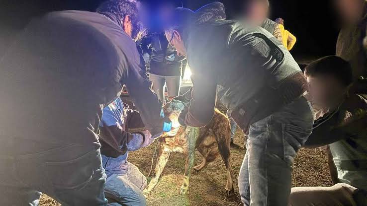 Muere joven tras sufrir ataque por jauría de perros en España
