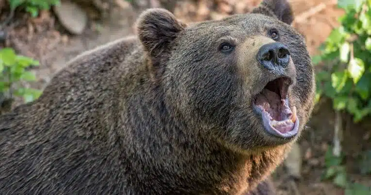 Ofrecen recompensas por cazar osos ante alza de ataques contra personas en Japón