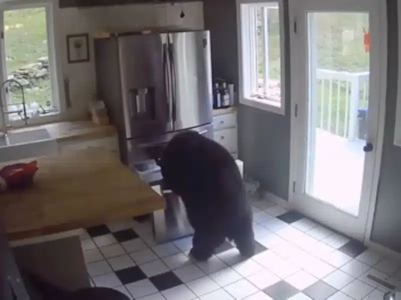 Un oso saquea un refrigerador y escapa por la ventana en EU
