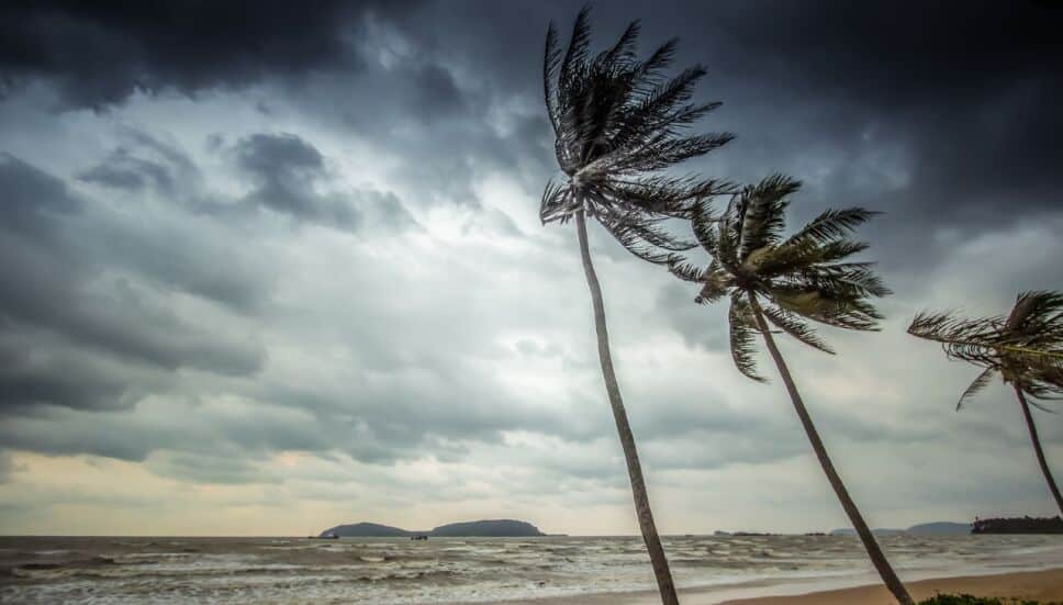 Palmeras y mar