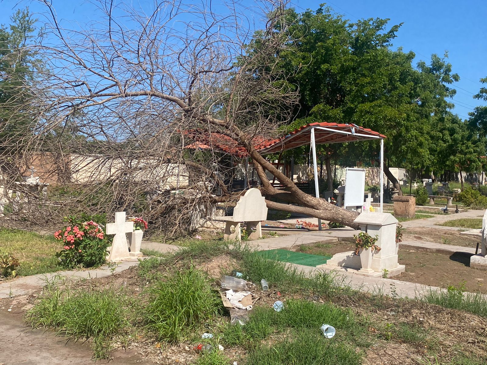 Panteón de Ahome con árboles caidos