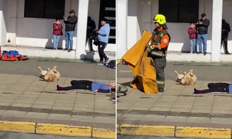 Perrito se hace viral por participar en simulacro