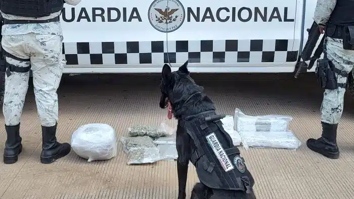 Perro de la Guardia Nacional con paquetes de droga