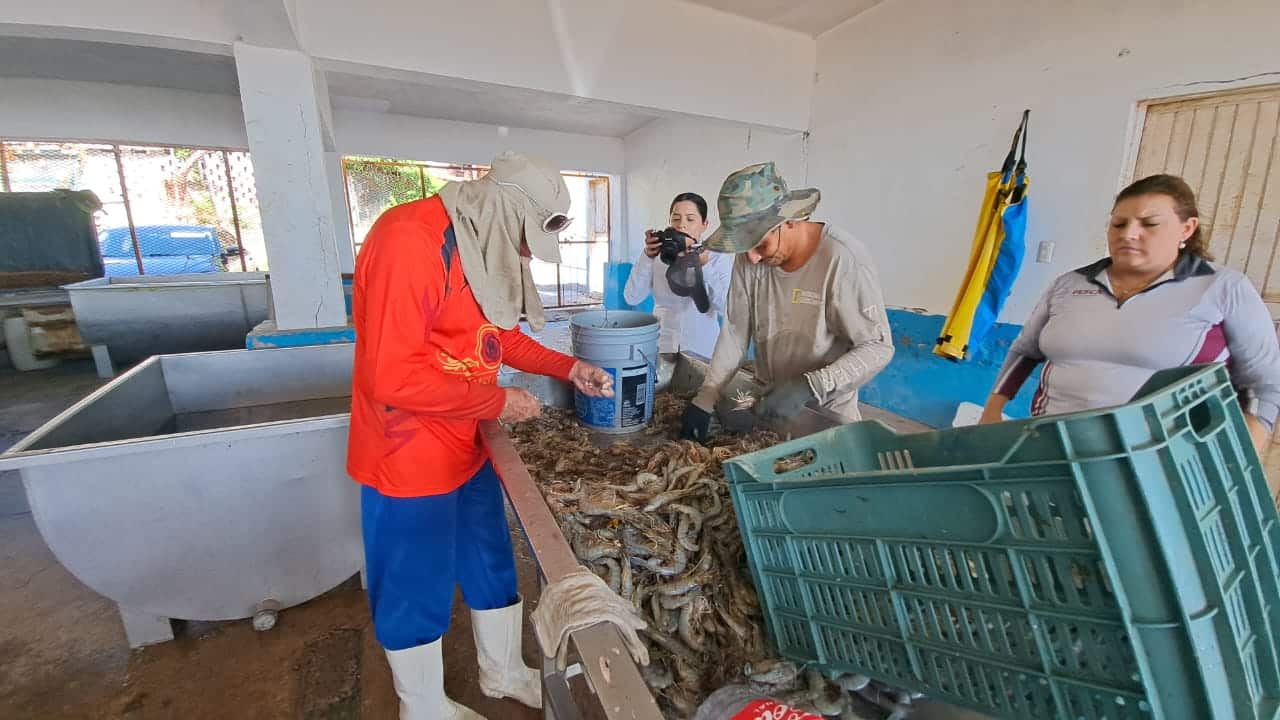 Pescadores tuvieron poca captura de camarón y es el mismo destino que le espera a las demás especies marinas.