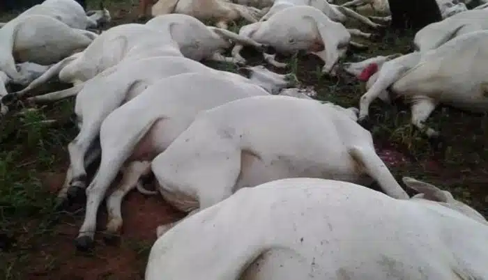 Rayo causa la muerte de 80 vacas y dos caballos en zona rural de Paraguay