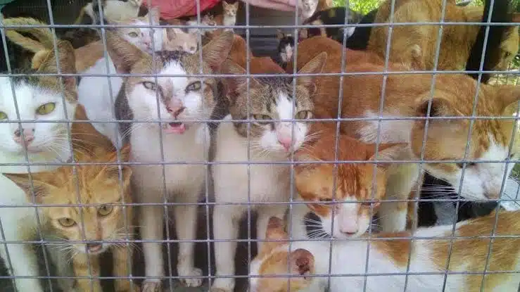 Rescatan a más de mil gatos en China; los vendían como carne de cerdo