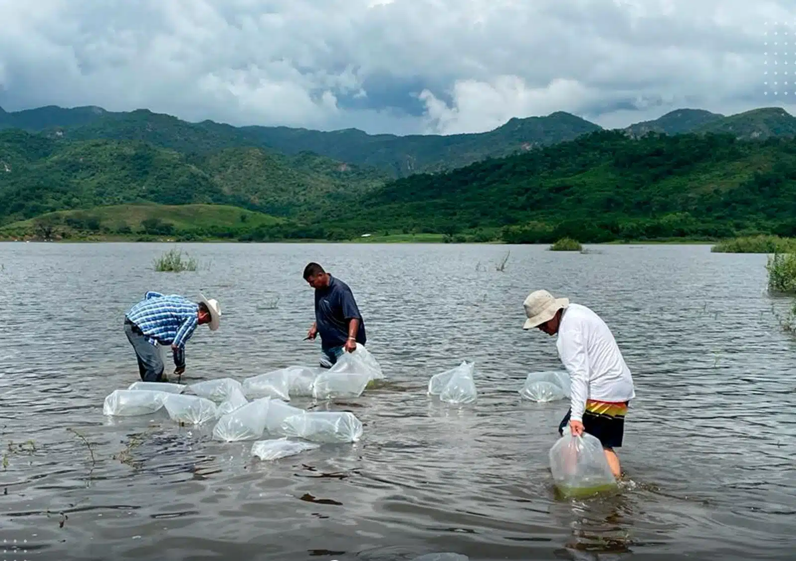 Personas sembrando alevines en presa El Peñón