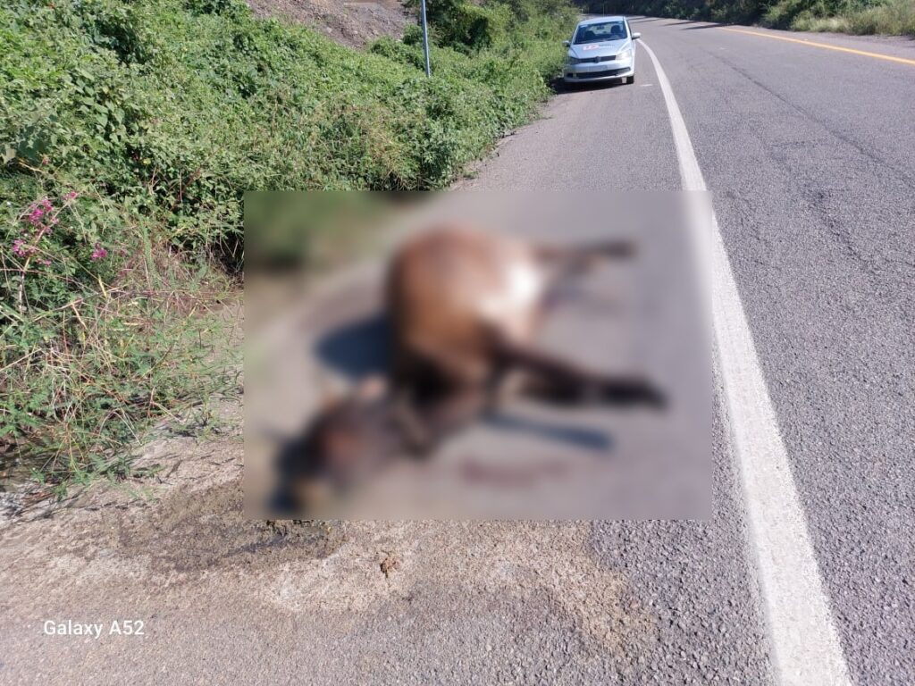 Vaca atropellada en Mazatlán