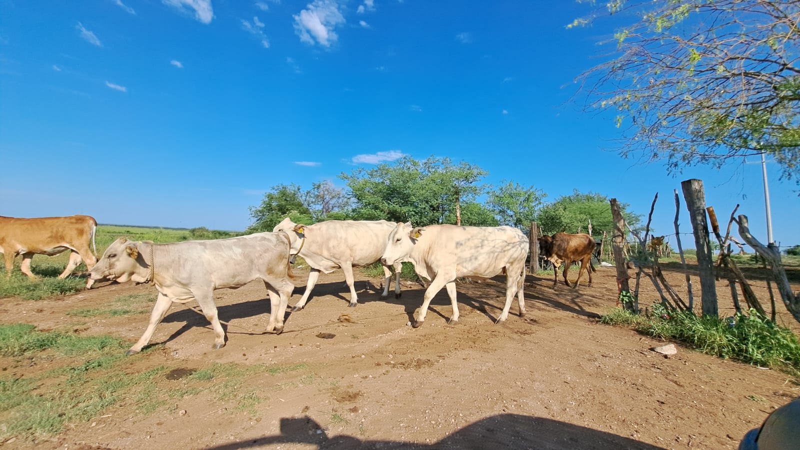 Vacas caminando al aire libre