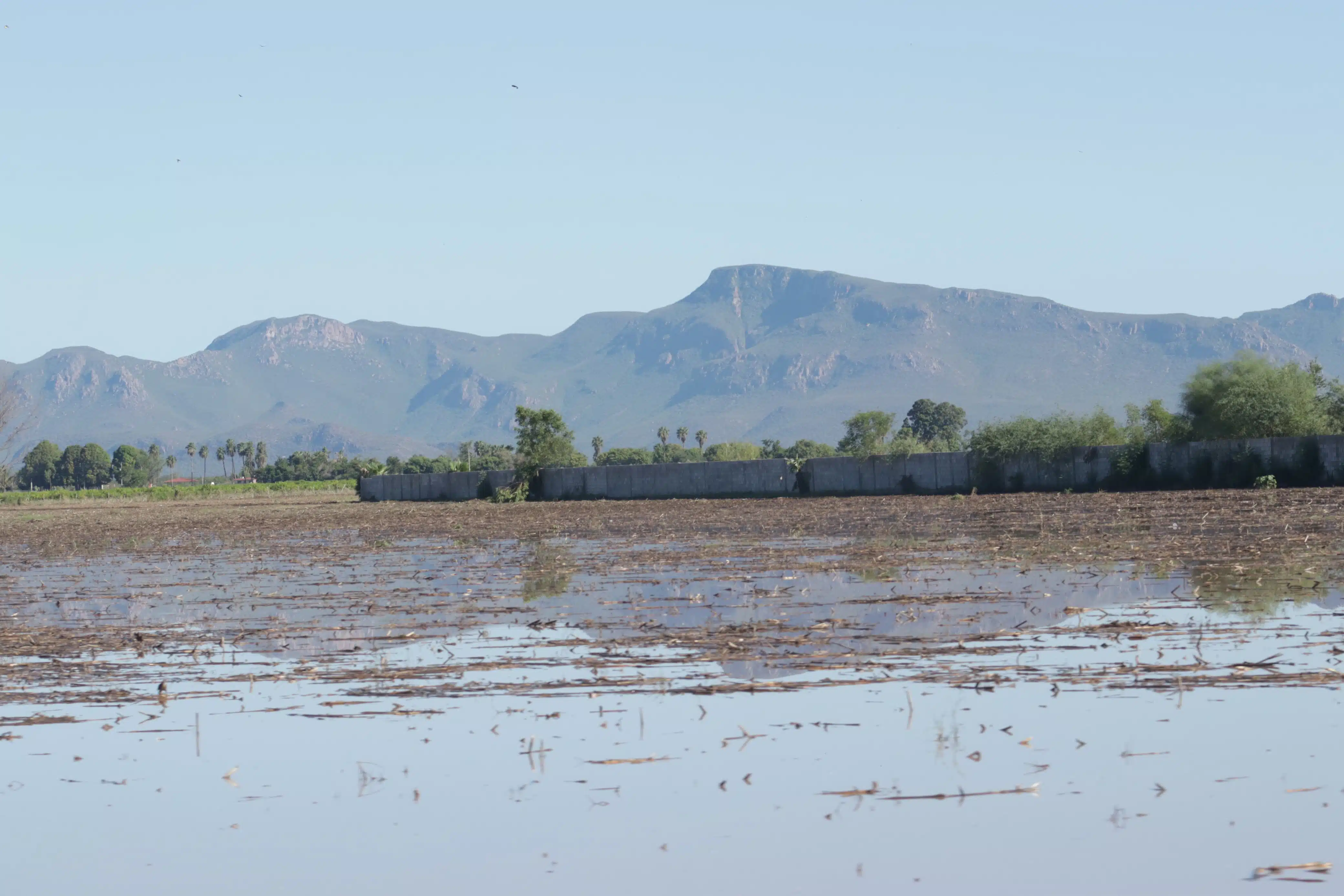 Sembradíos en el norte del estado