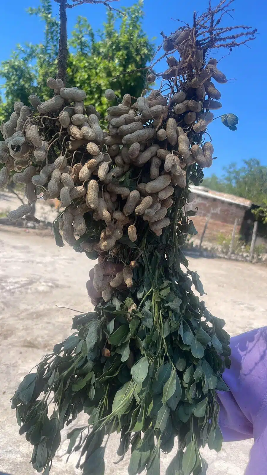 Temporaleros, cosecha de cacahuate