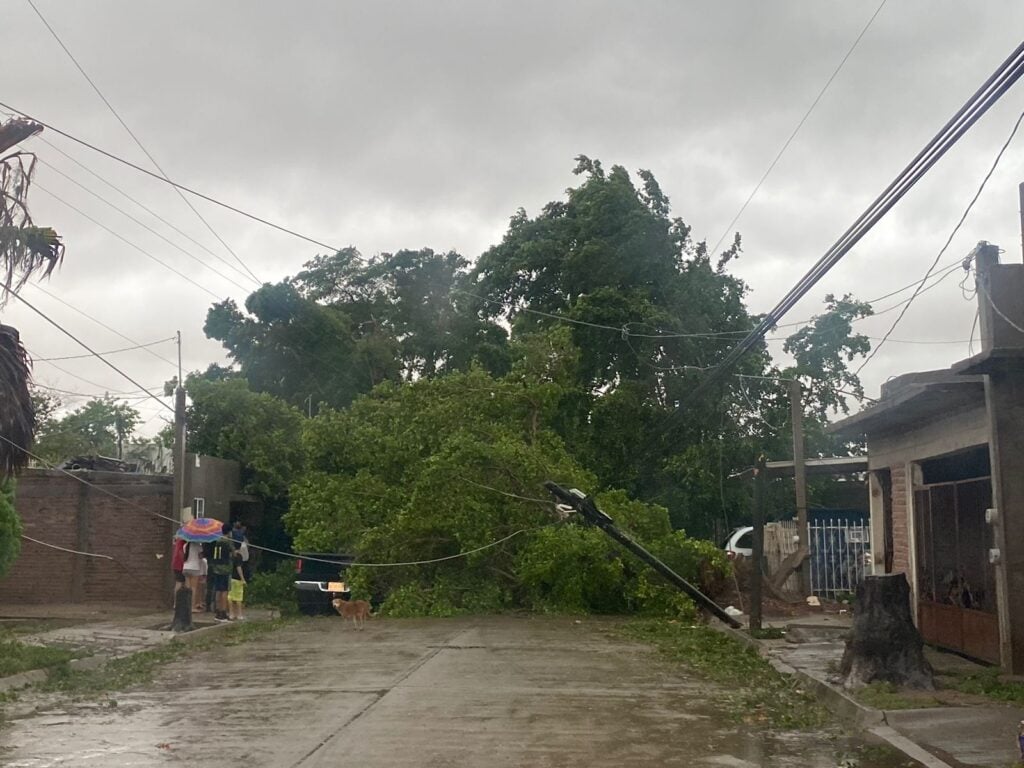 árboles caídos en calle