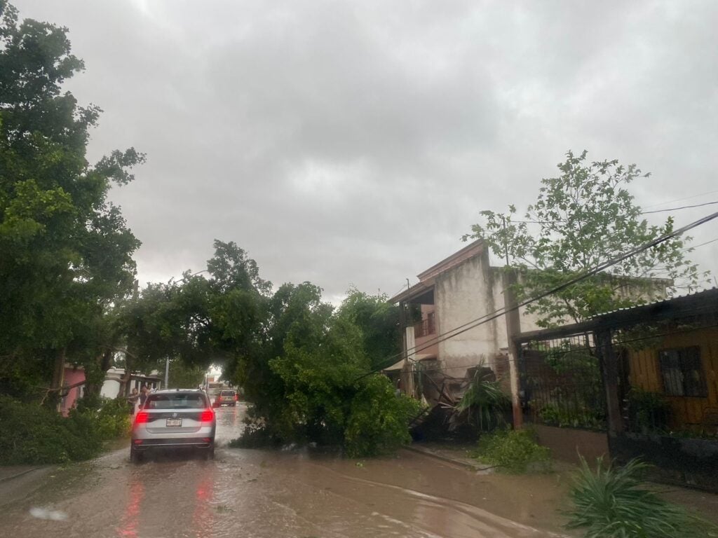 árboles caídos en calle