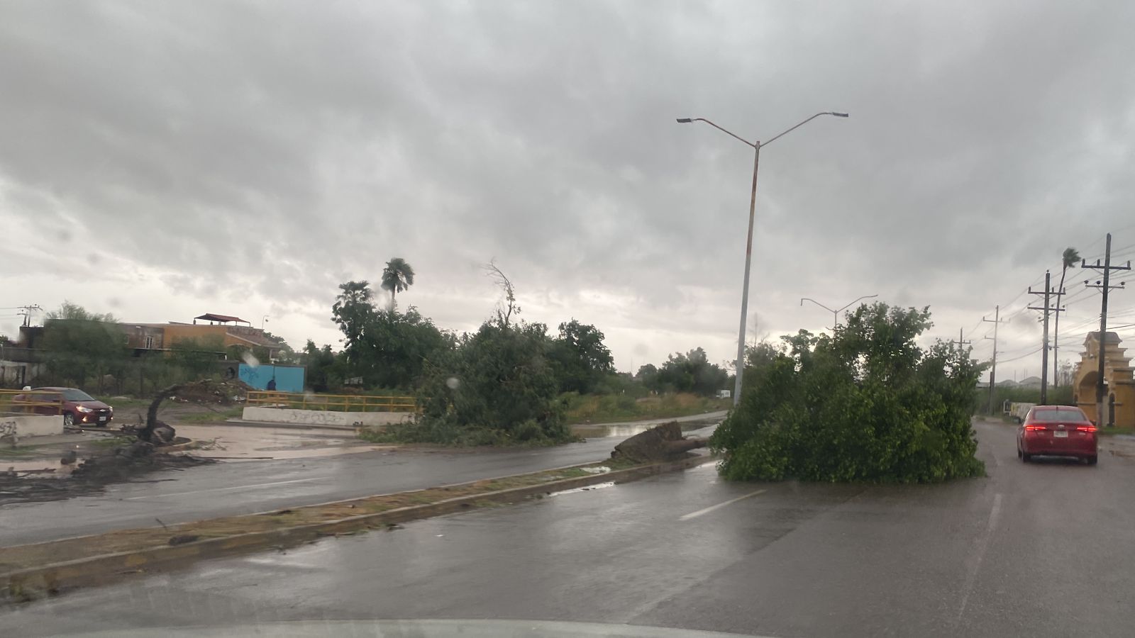 árboles caídos en calle