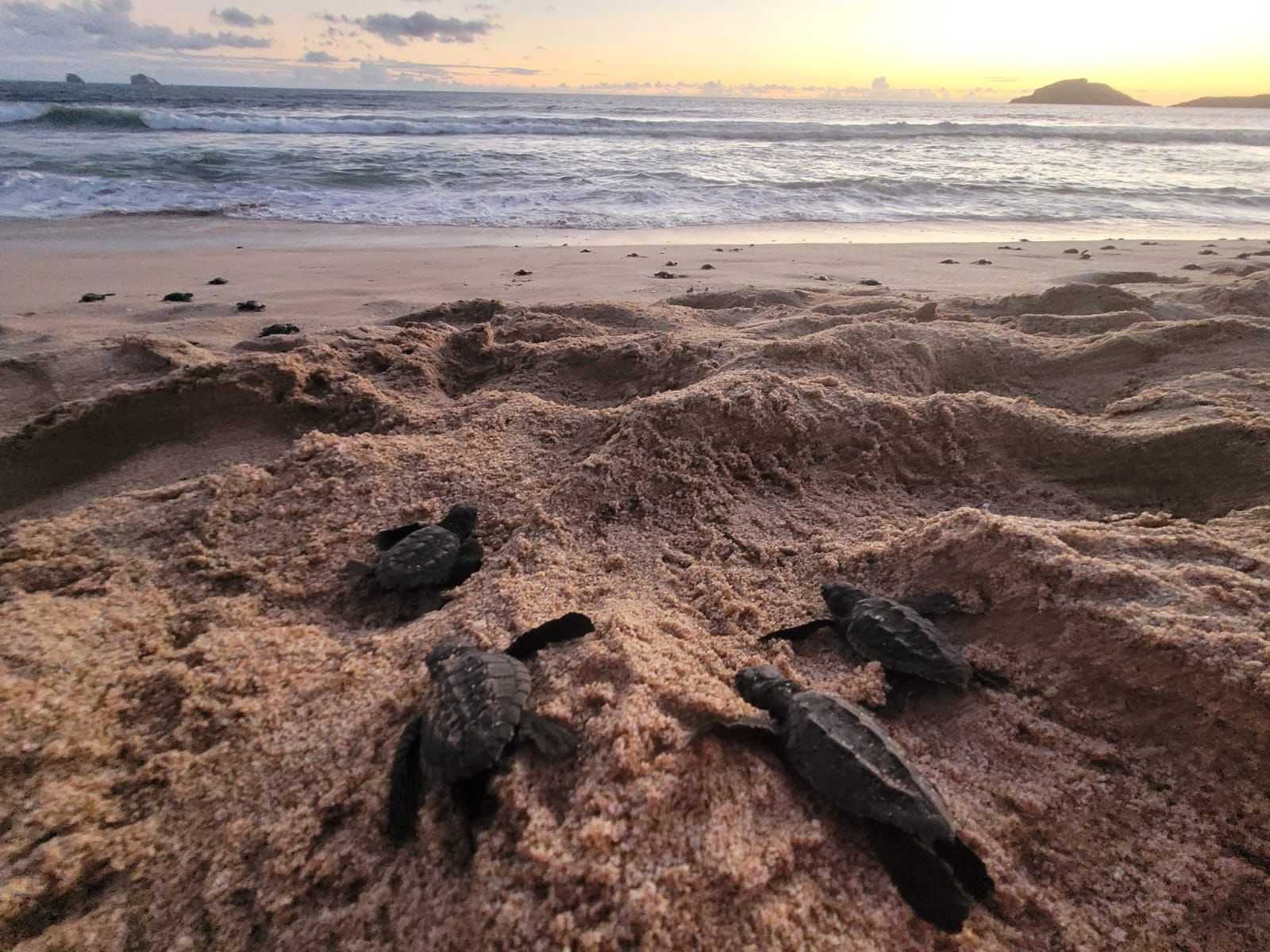 Crías de tortuga golfina en la arena