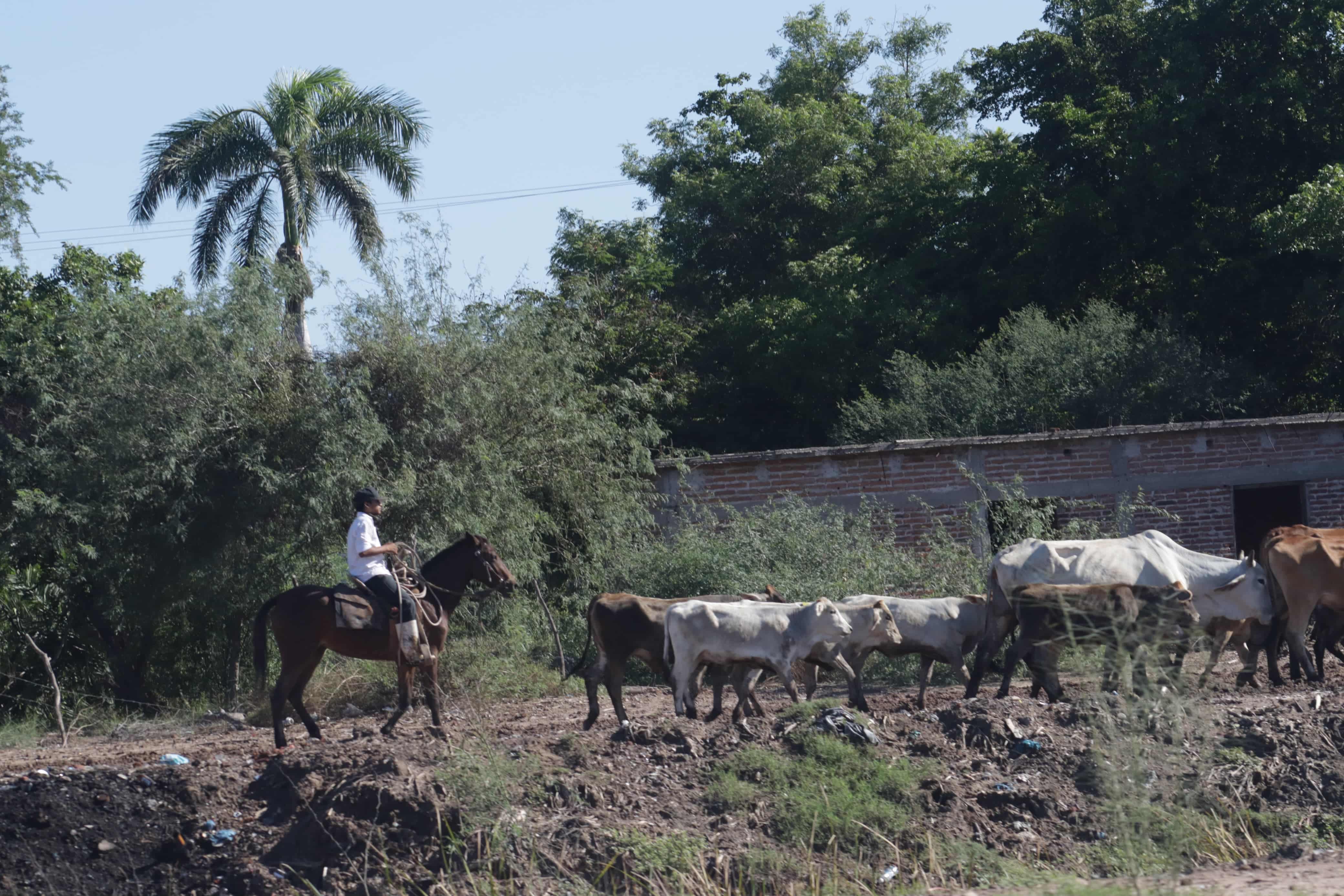 Trabajador cuidando de su ganado
