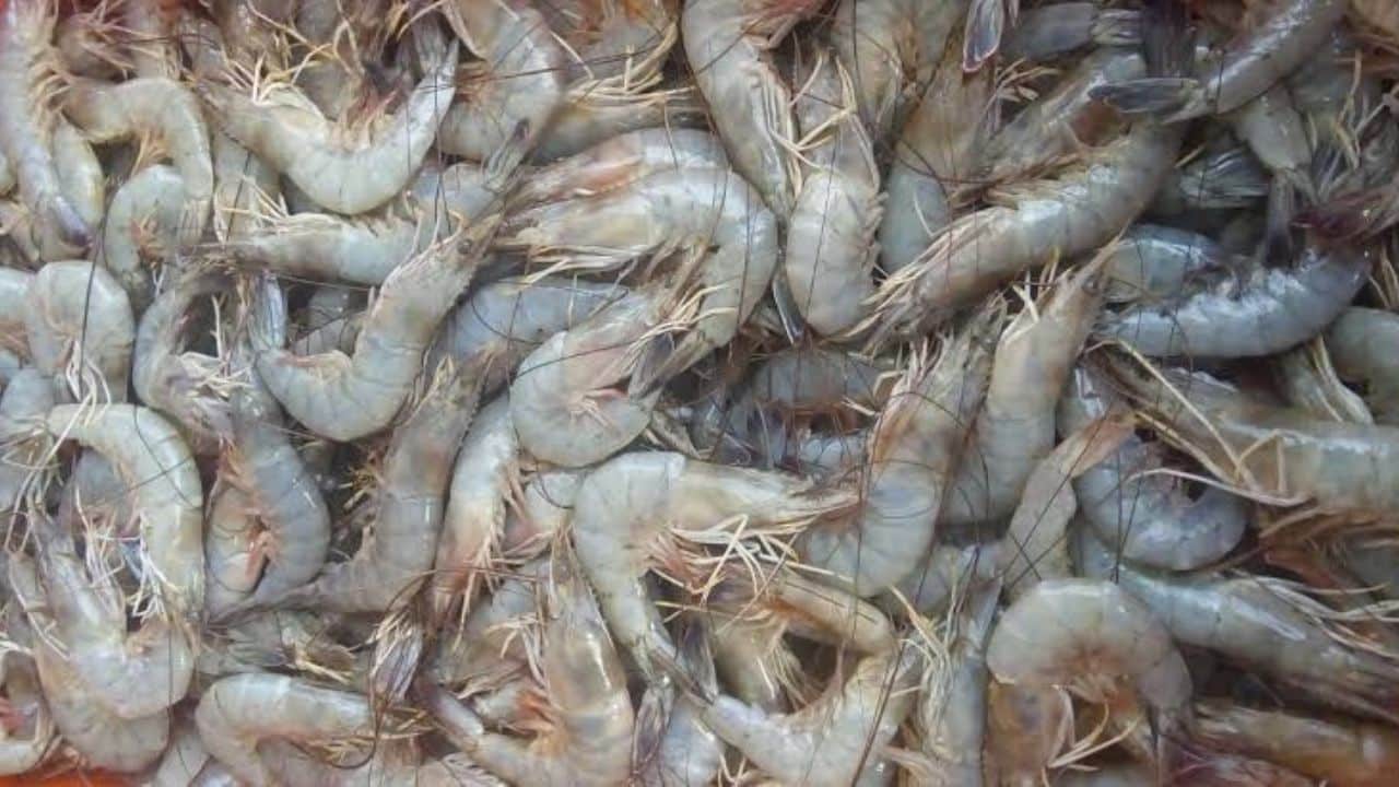 Se suspende la importación de camarón hasta que se homologuen con las medidas de México.