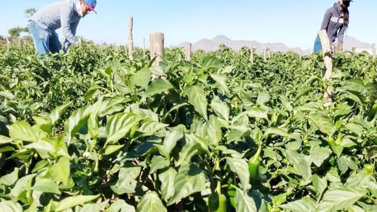 En El Rosario prevén un panorama negativo para la agricultura.