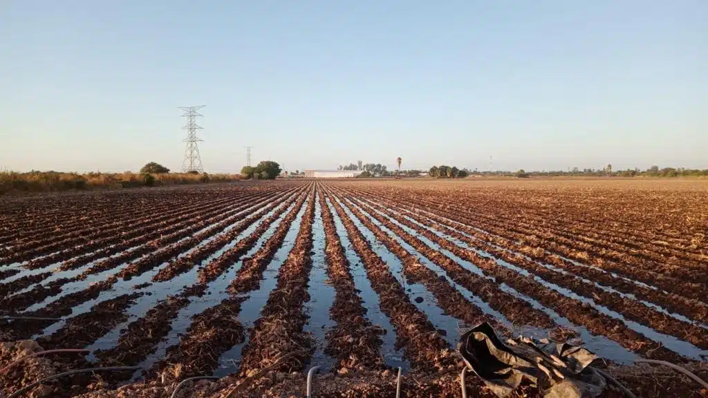 Cosecha en sequía