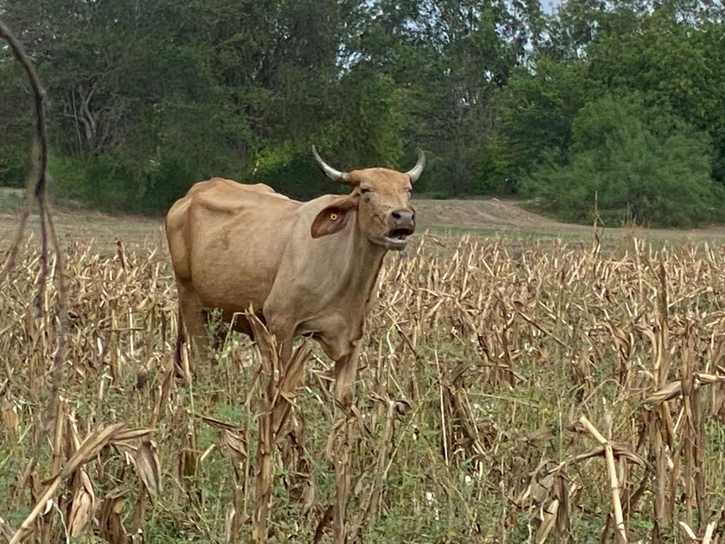 Vaca en campo
