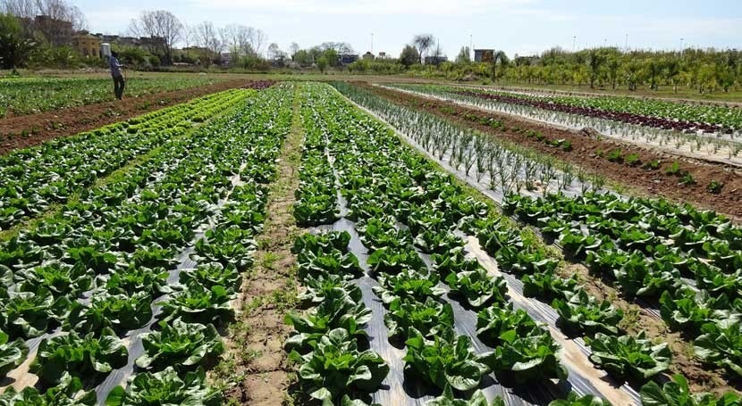 campo de siembra de diferente hortalizas
