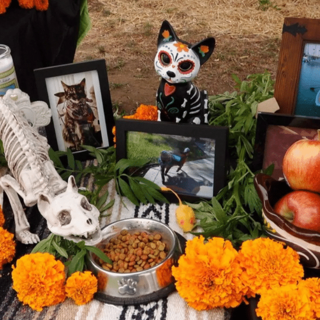 Día de Muertos de las mascotas