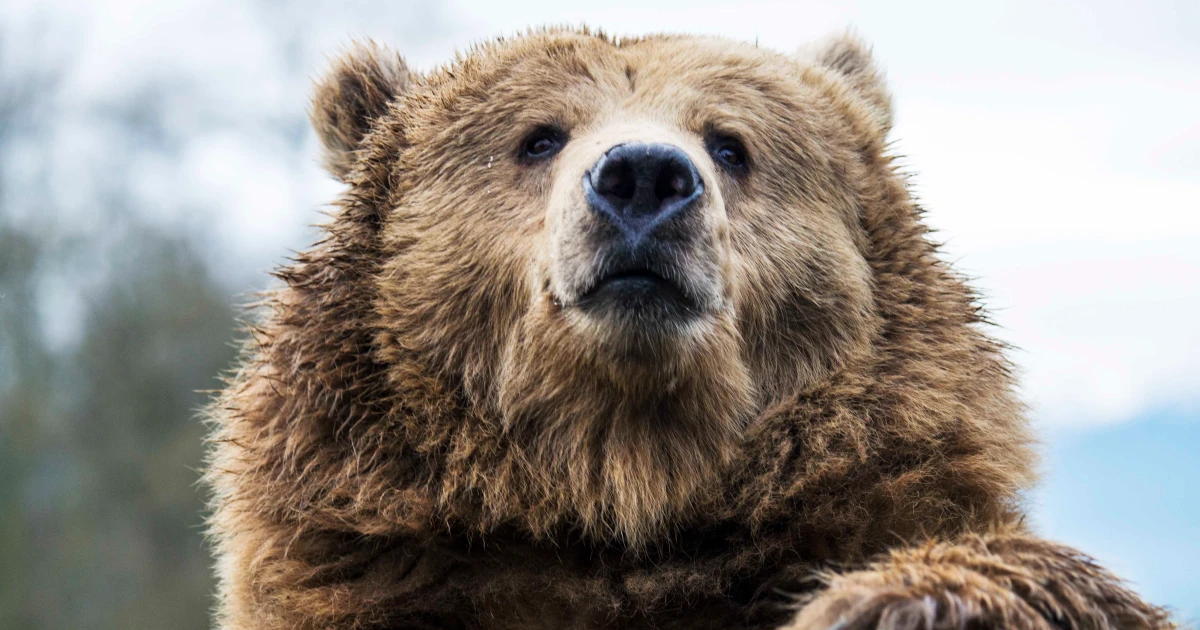 Oso grizzly en naturaleza