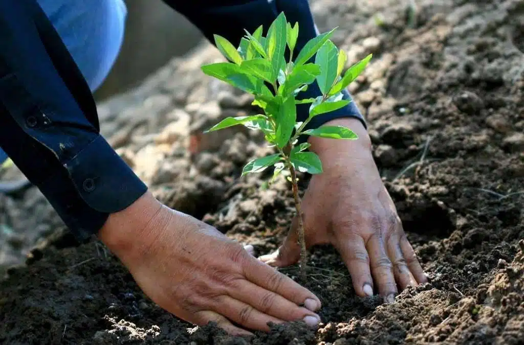 manos plantando una planta