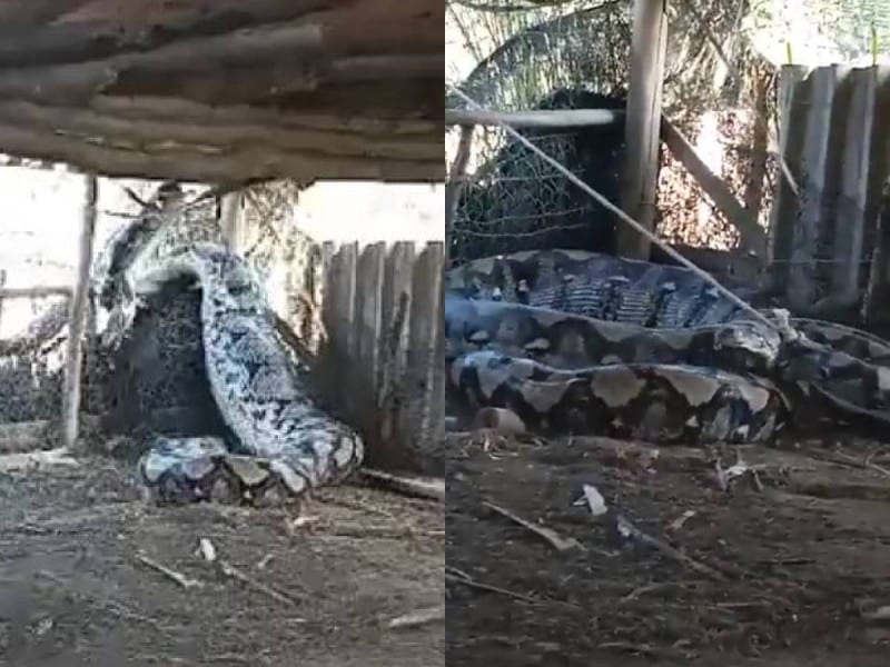 Viralizan serpiente gigante y 