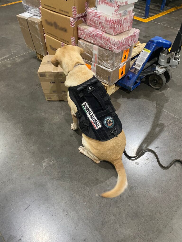 Perro entrenado olfateando paquetes