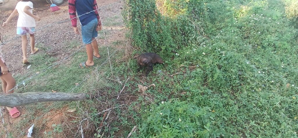 Perrita atacada por las abejas