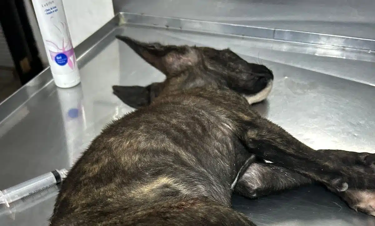 Perrito de tres meses, víctima de abuso sexual