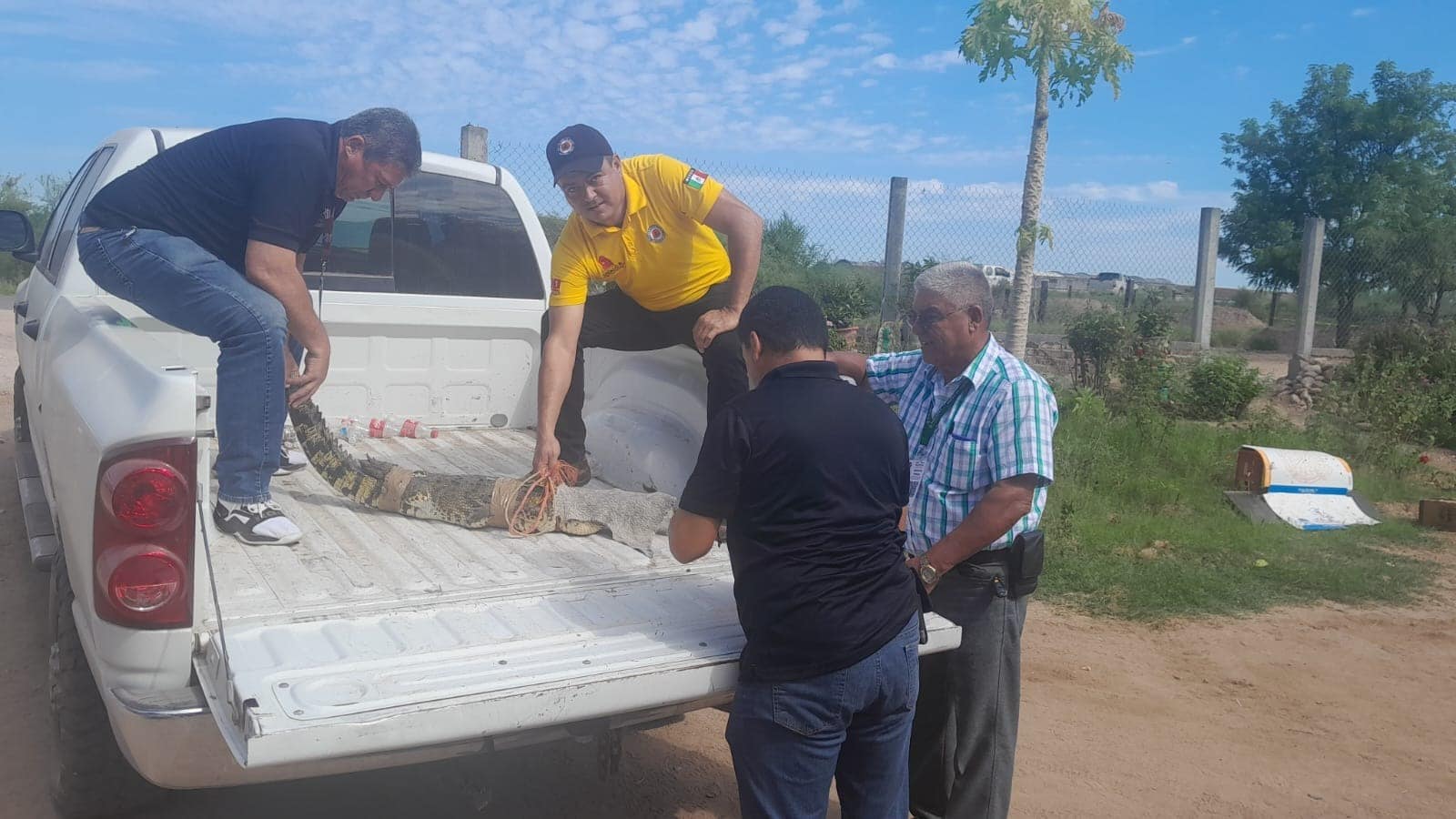 Elementos de Protección Civil con el cocodrilo rescatado