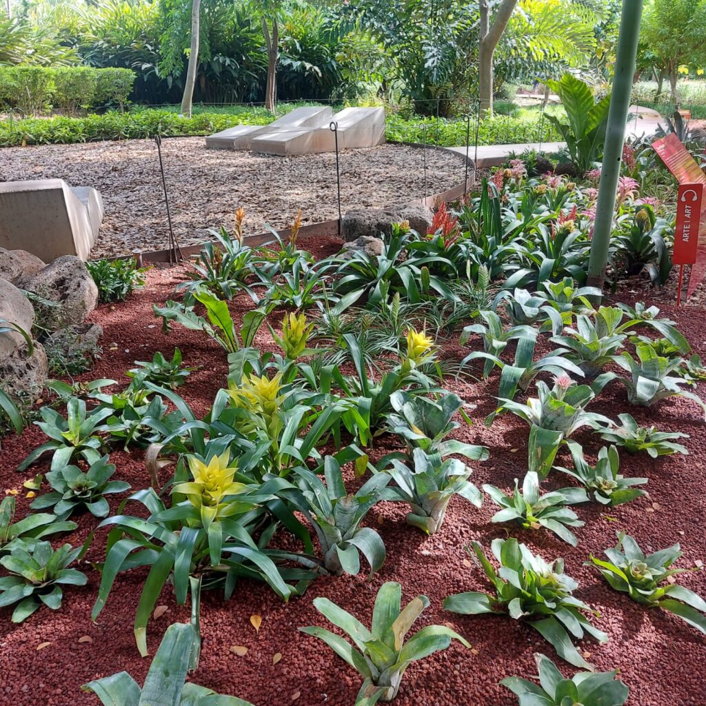 Colección de bromelias en el Jardín Botánico Culiacán