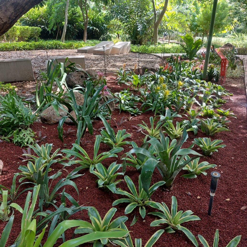 Colección de bromelias en el Jardín Botánico Culiacán