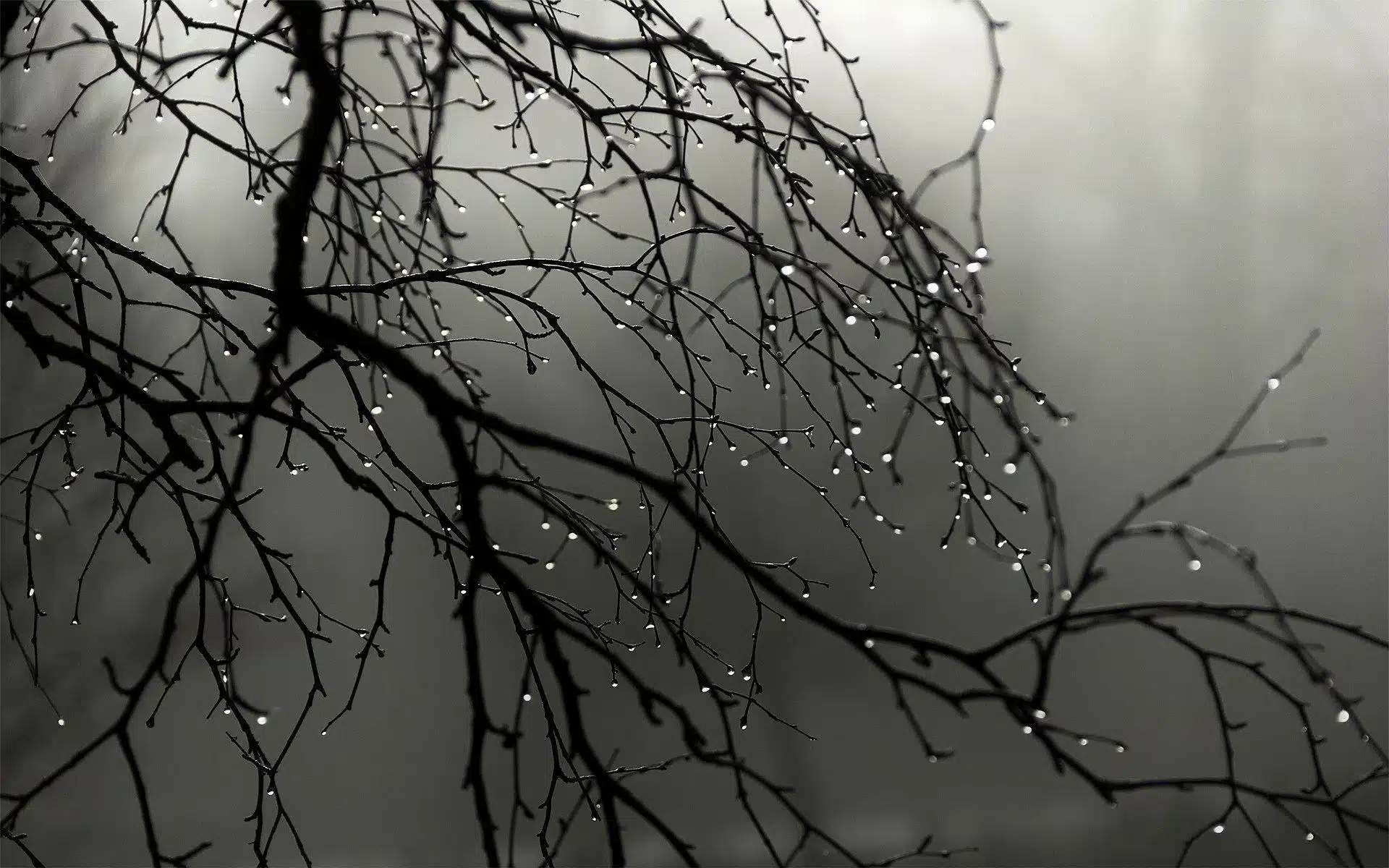 Ramas de un árbol con gotas de lluvia