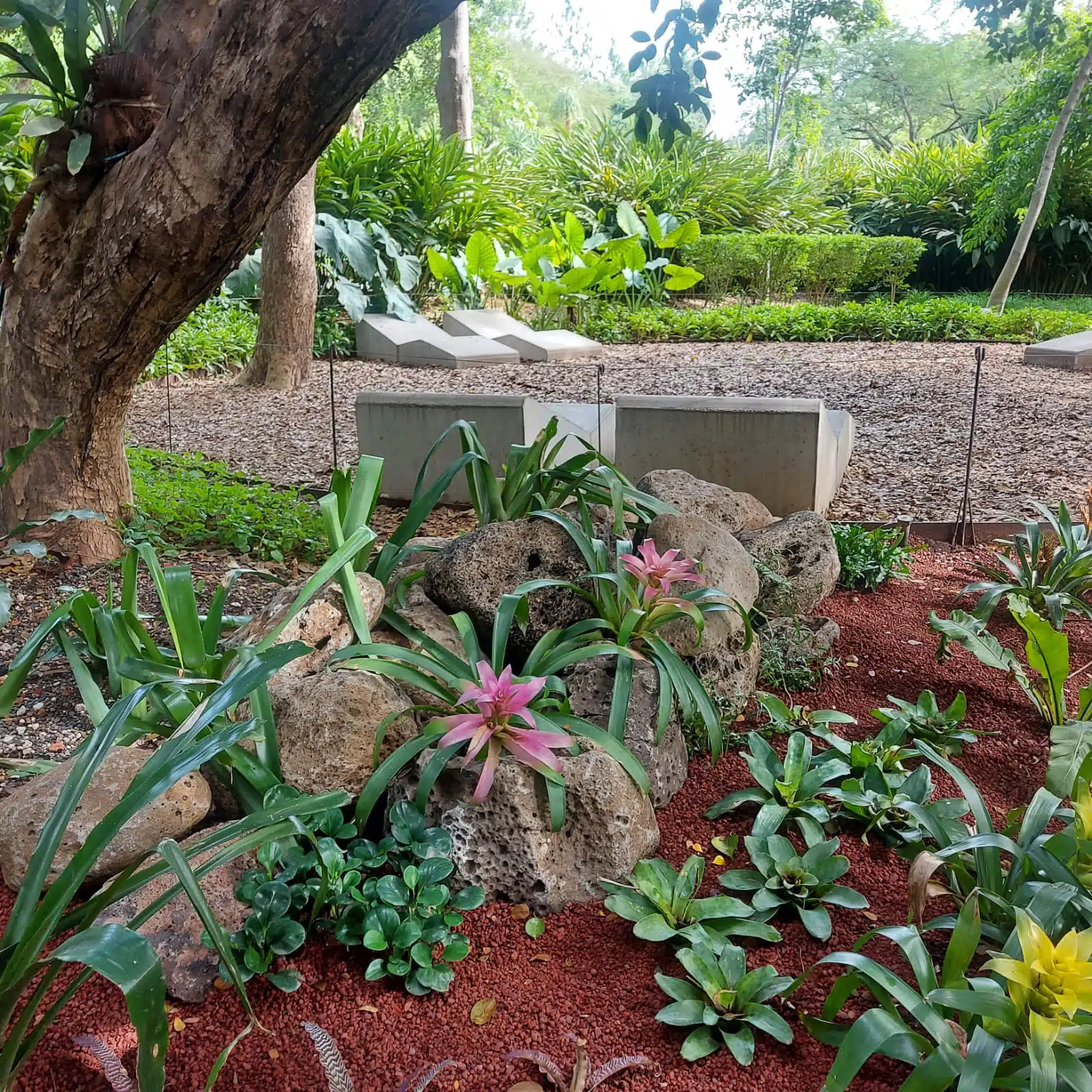 Colección de bromelias en el Jardín Botánico Culiacán