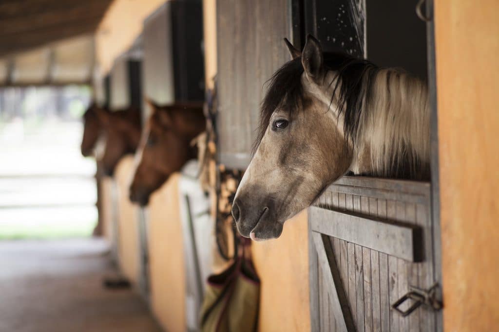 Alertan por virus que afecta caballos y humanos en Argentina