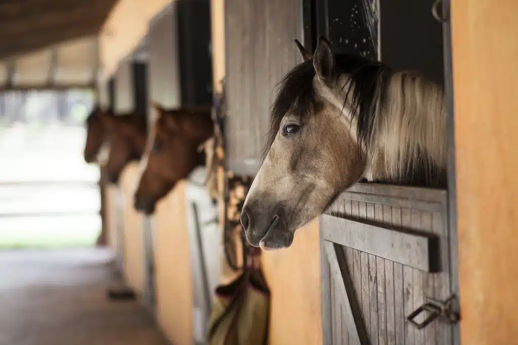 Alertan por virus que afecta caballos y humanos en Argentina