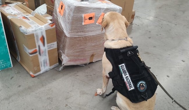 Guardia nacional asegura paquetes de mariguana en Culiacán.