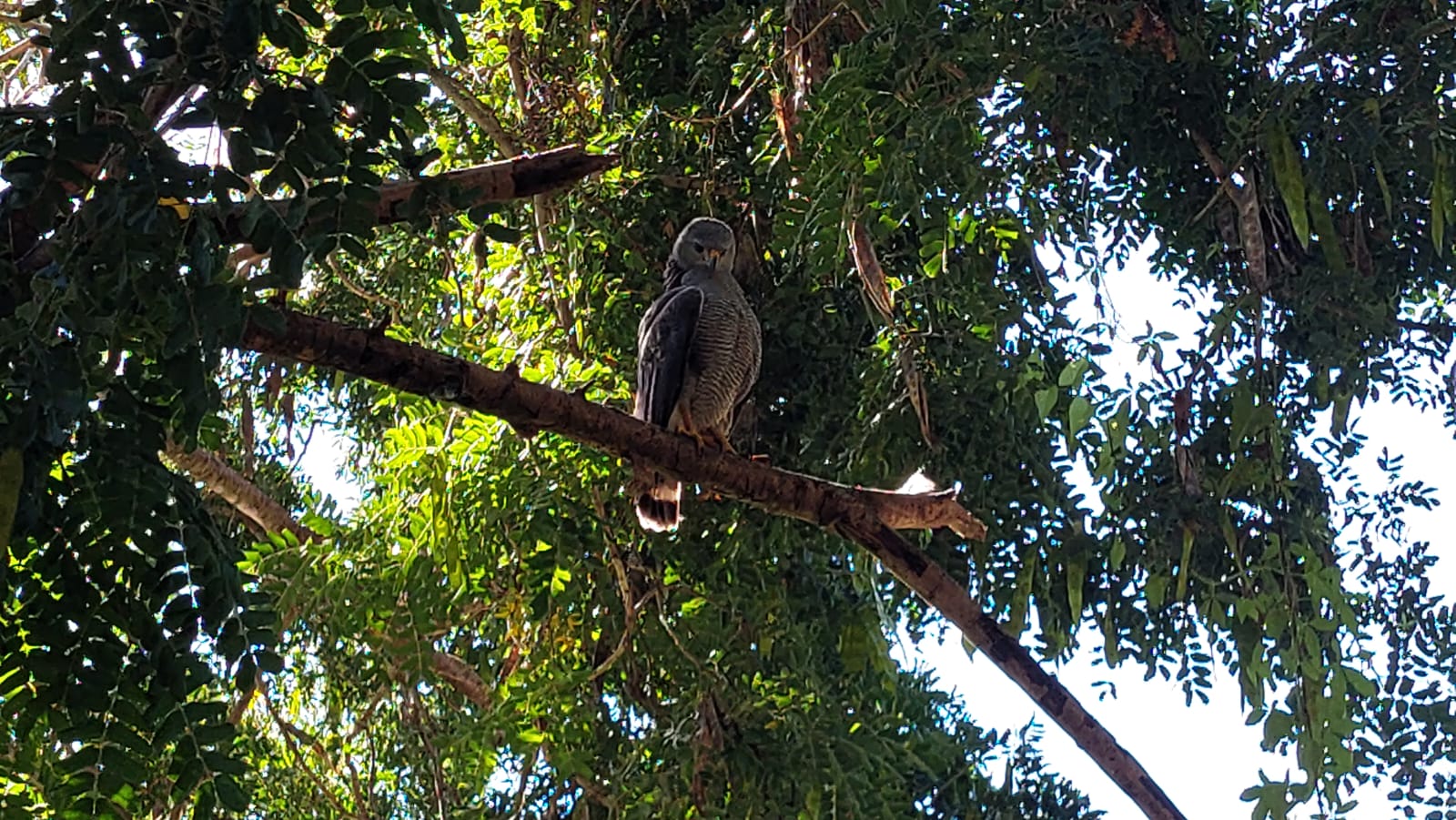 Ave aguililla gris arriba de un árbol