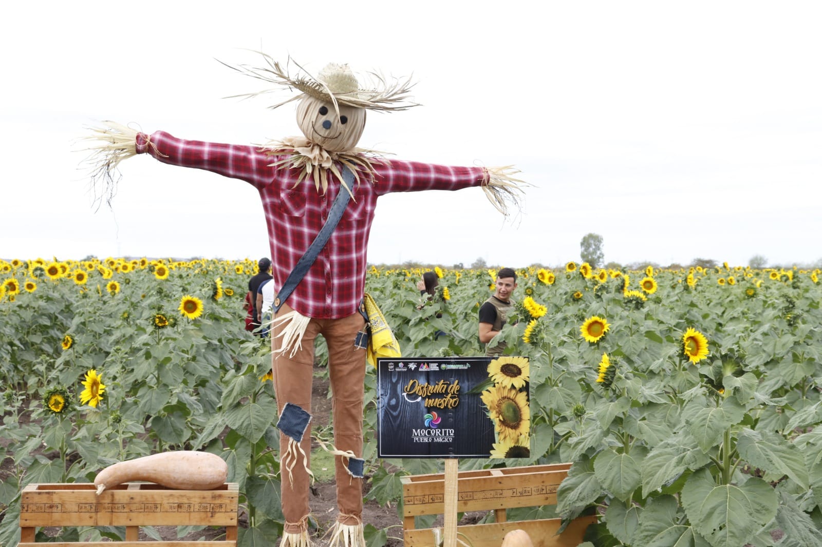 Campo de girasoles en Mocorito.